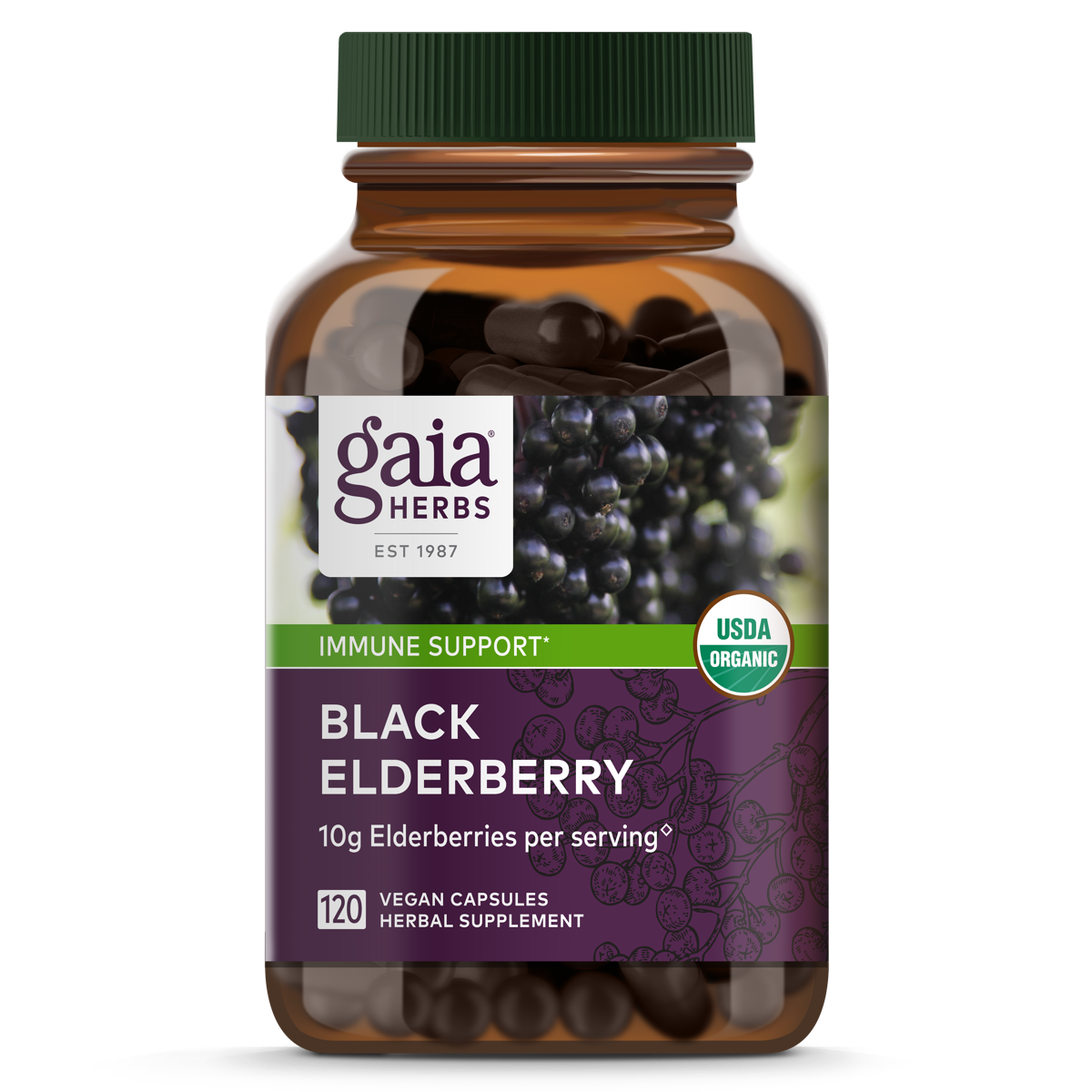 Black Elderberry