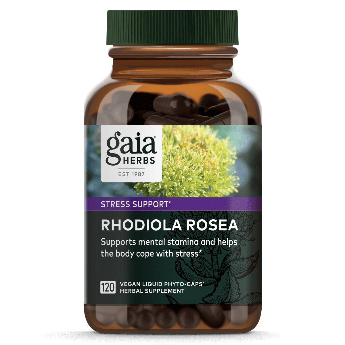 Rhodiola Rosea