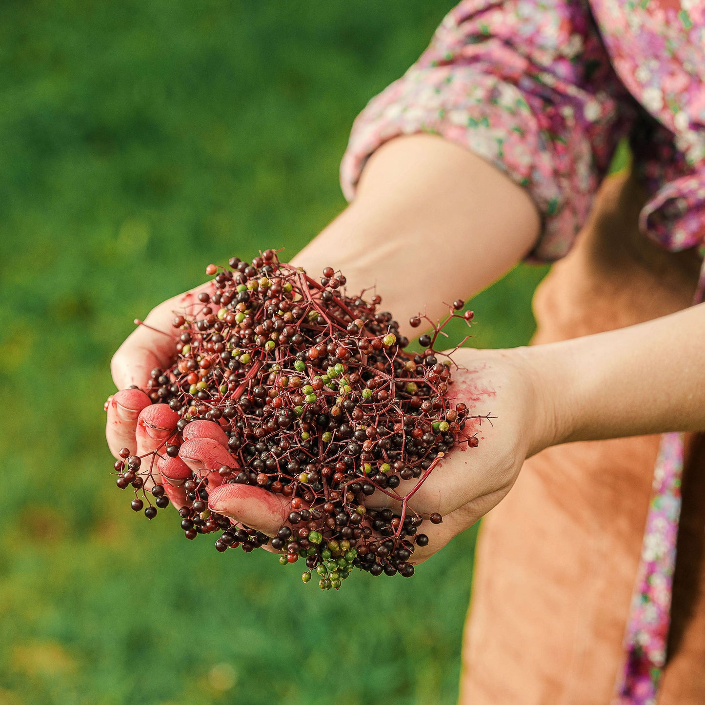 Black Elderberry