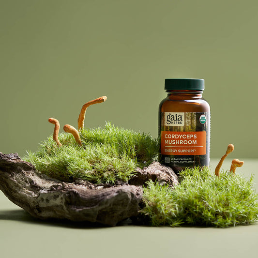 Cordyceps Mushroom