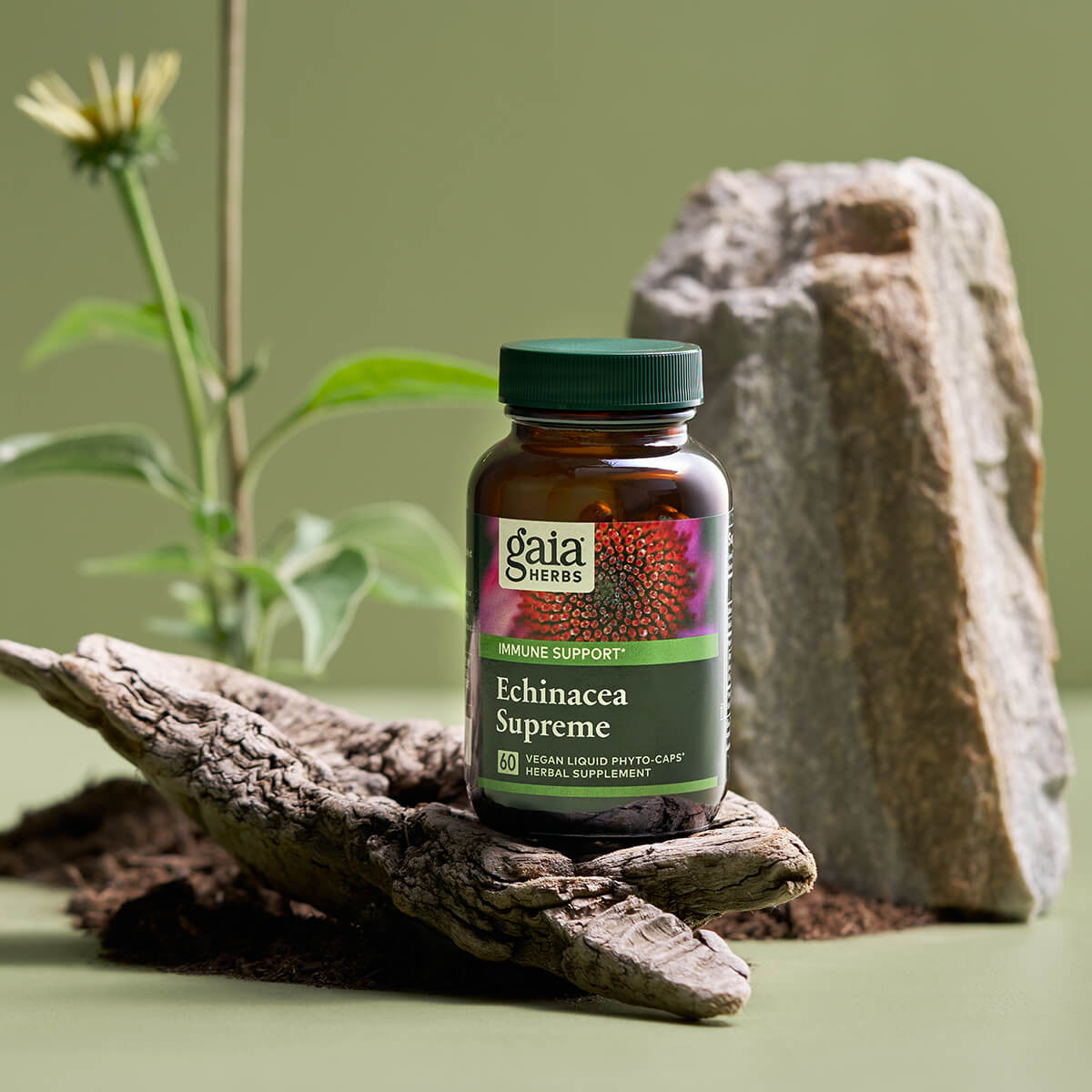 Echinacea Supreme